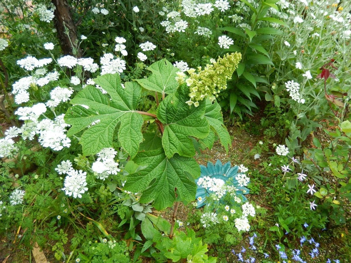 柏葉アジサイの花色の変化を追う つぼみができました