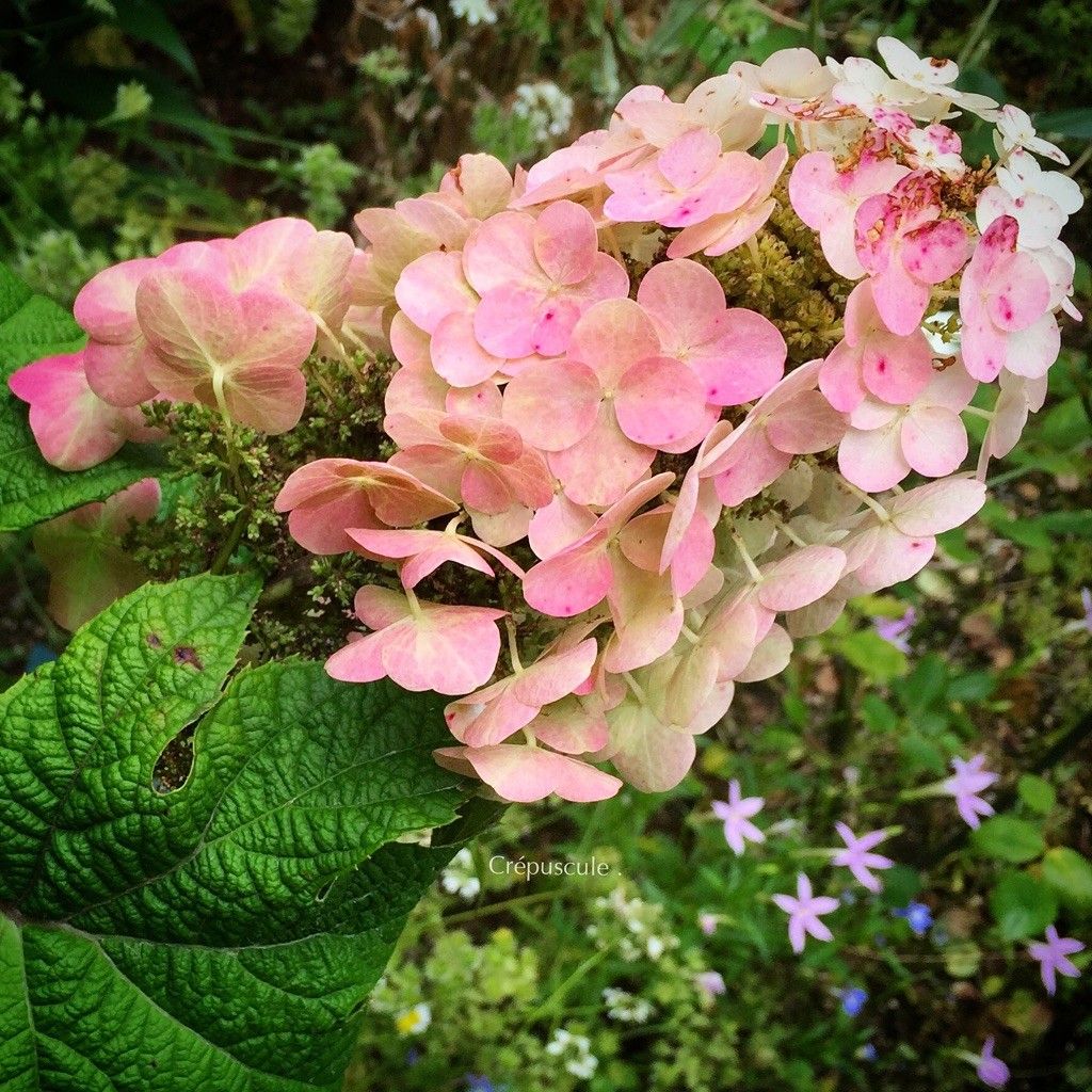 柏葉アジサイの花色の変化を追う 白花が薄桃色に♪♪