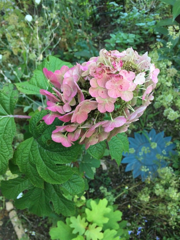 柏葉アジサイの花色の変化を追う さらに濃桃色に♪♪♪