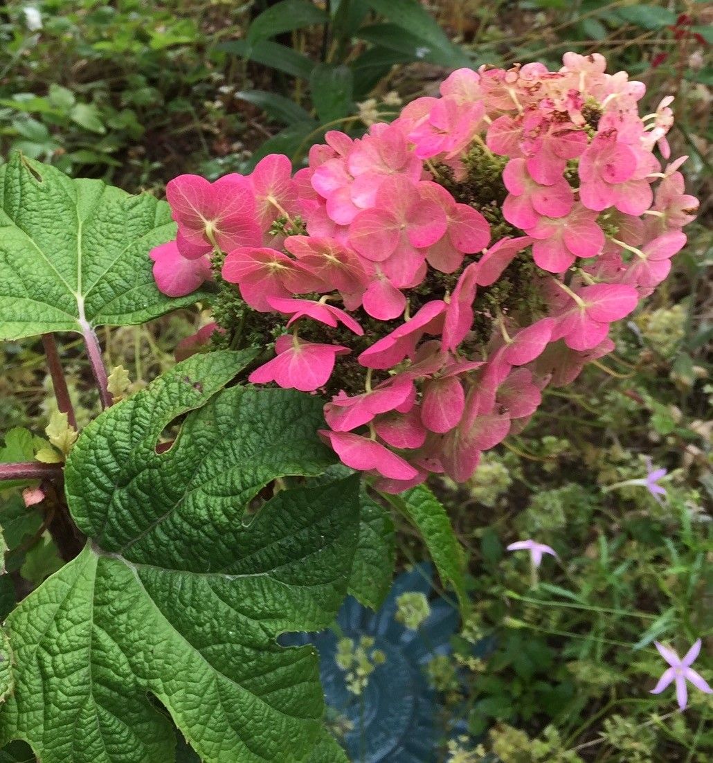 柏葉アジサイの花色の変化を追う あざやかなピンクに♪♪♪♪