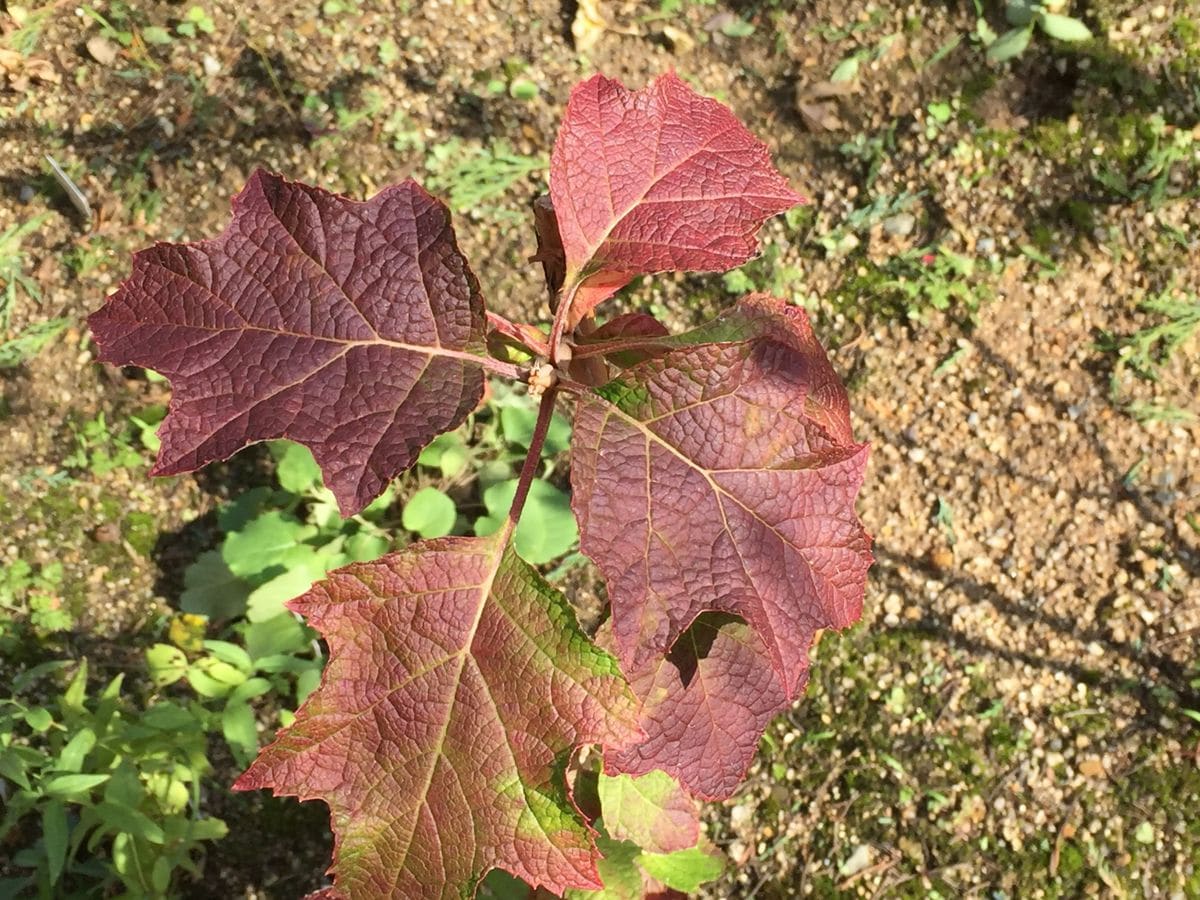 柏葉アジサイの花色の変化を追う 葉っぱも紅葉