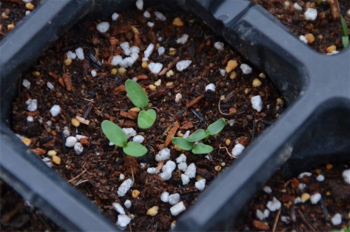 華麗なお花。クレオメを種から。 ４月末。発芽しました。