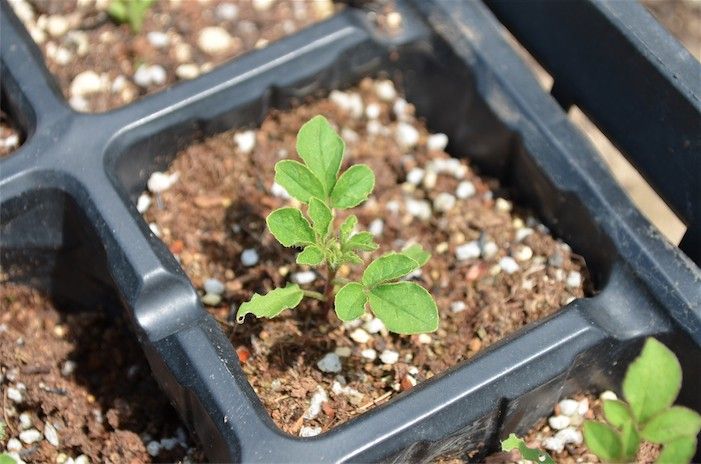 華麗なお花。クレオメを種から。 5月初旬、本葉が出てきました。