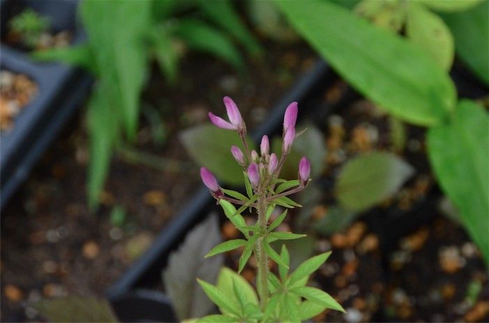 華麗なお花。クレオメを種から。 6月中旬。蕾が出てきました！