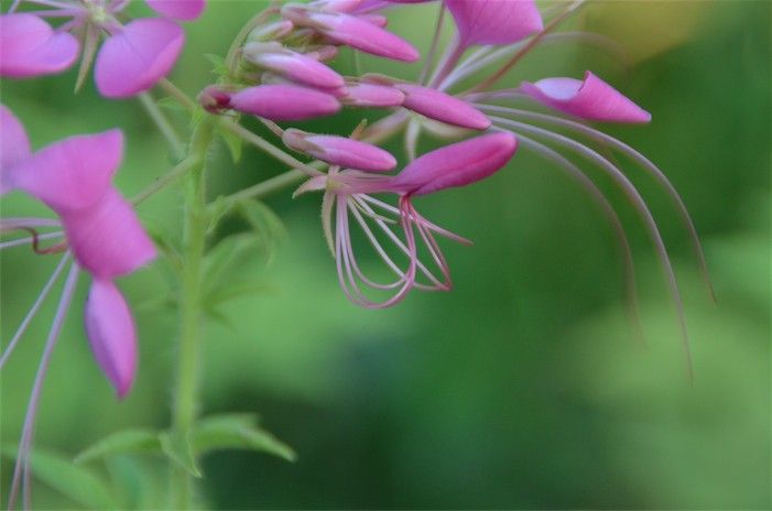 華麗なお花。クレオメを種から。 水引みたい！