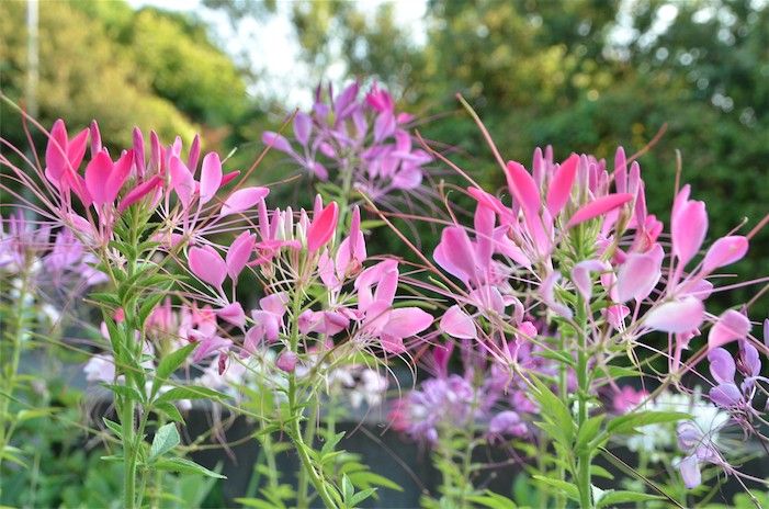 華麗なお花。クレオメを種から。 ６月末。満開です！！