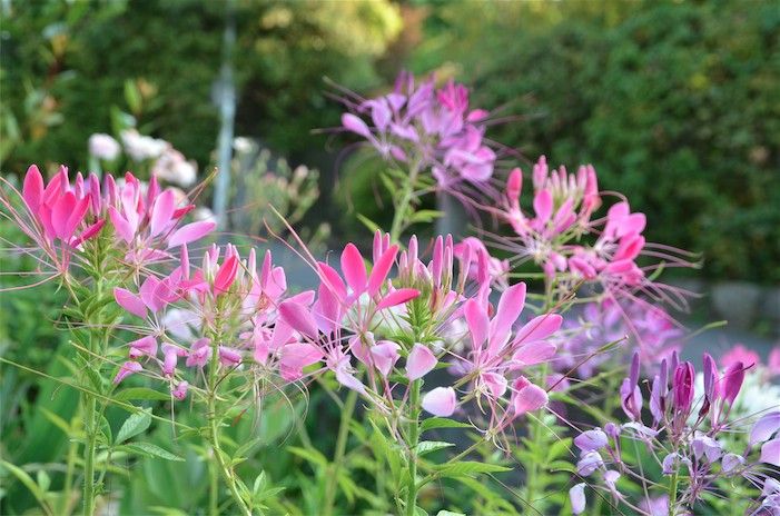 華麗なお花。クレオメを種から。