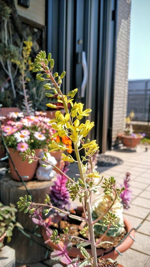 冬の華 花が咲きました