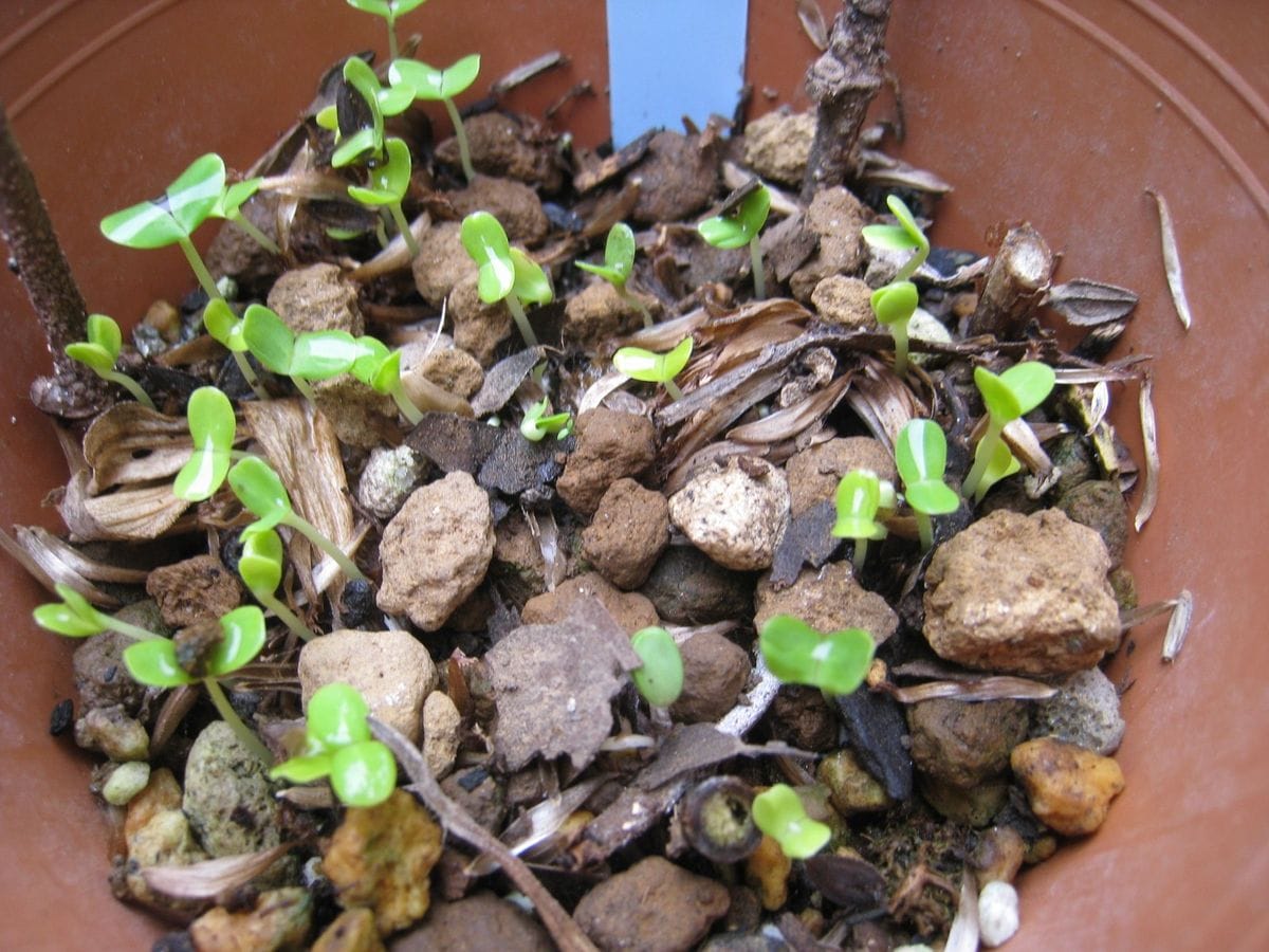 種からセンニチコウのつもりが咲いたらジニア2015 ７/3　種蒔きと発芽(赤花)