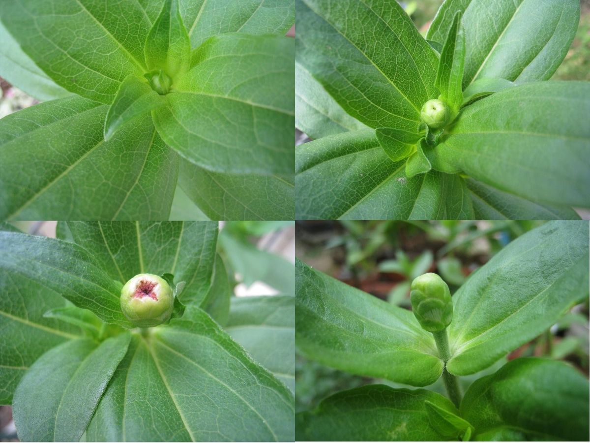 種からセンニチコウのつもりが咲いたらジニア2015 8/8～　花芽確認(赤花)