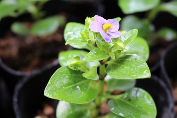 自家採種で咲かせてみよう 花が咲きました