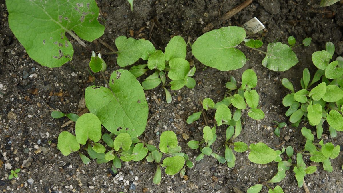 サラダゴボウを育てる あとで蒔いた種も順調に発芽