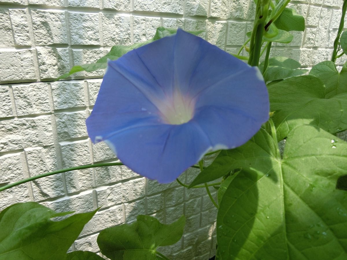 朝顔色々（後半） 最初のお花が咲きました。