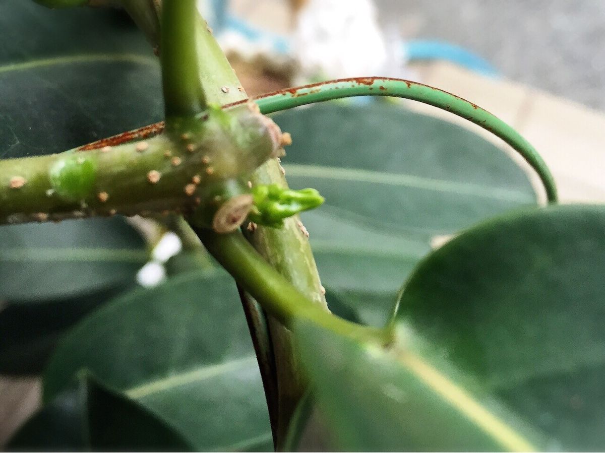 マダガスカルジャスミン そだレポ 芽