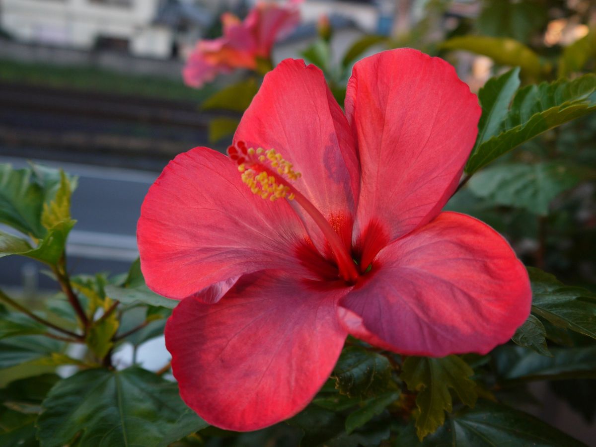 ハイビスカス　花言葉　≪繊細な美≫ 咲きました。