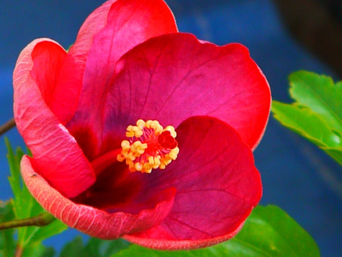 ハイビスカス　花言葉　≪繊細な美≫ ２番目の花。