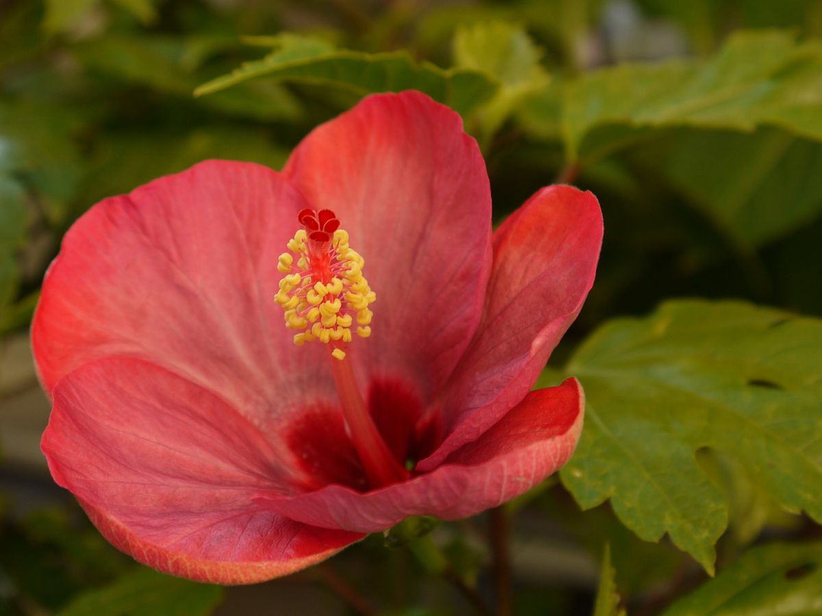 ハイビスカス　花言葉　≪繊細な美≫ 3番目のお花が咲きました。