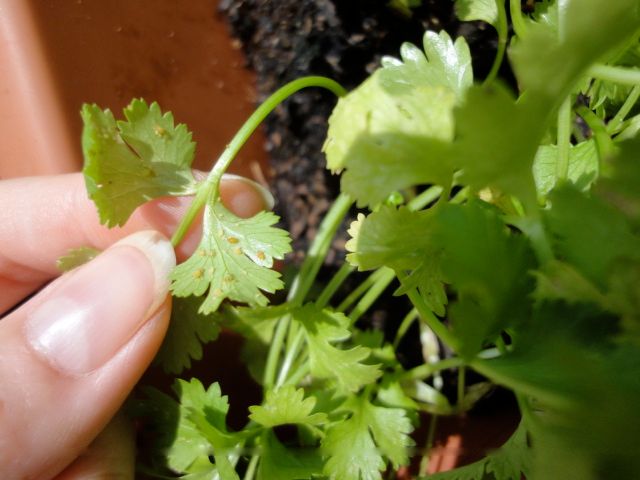 ムシャムシャ食べたい！〜パクチー〜 気が抜けない！