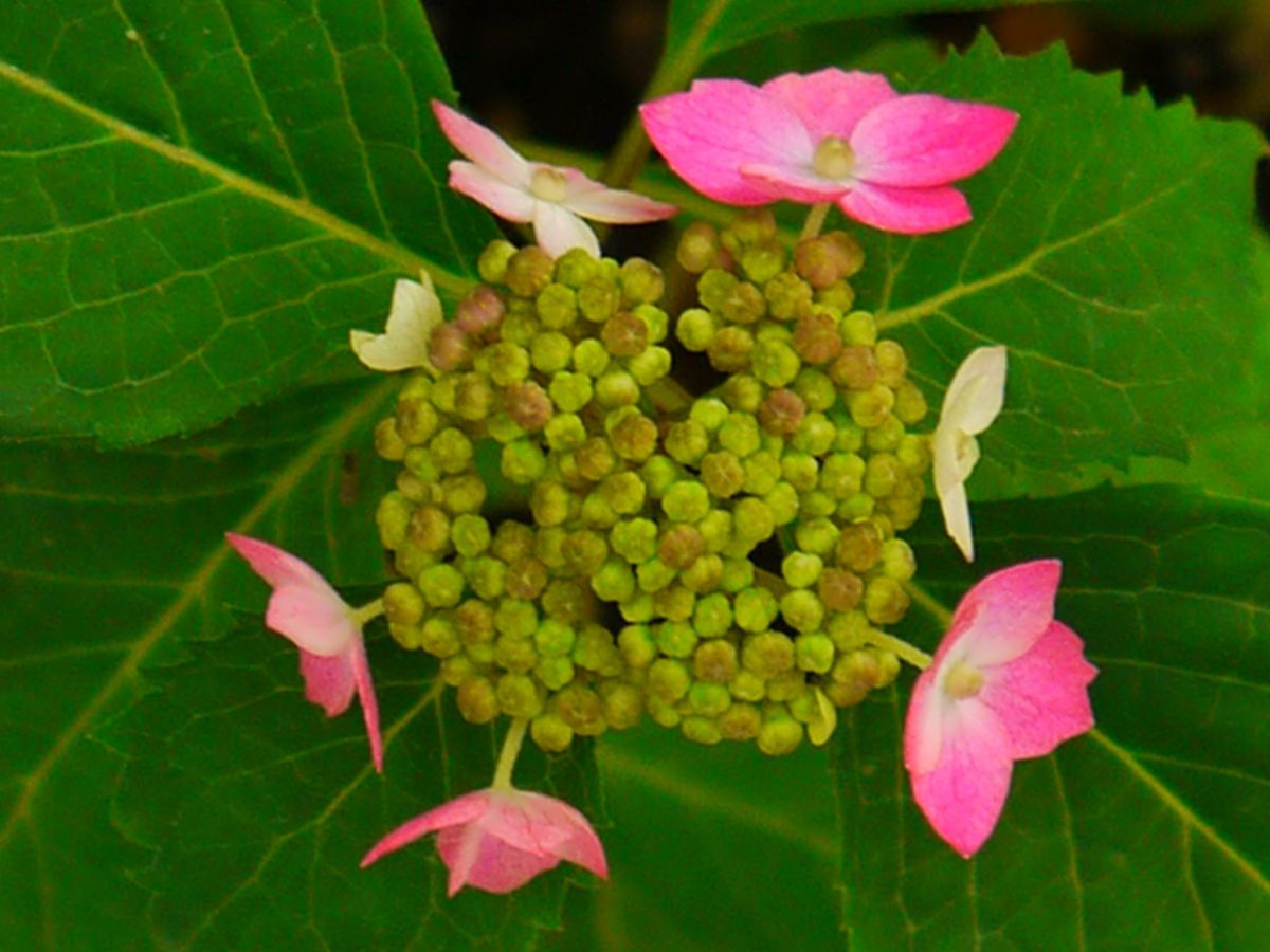 クレナイ山アジサイ　花言葉　≪乙女の愛≫ お花に色が付いてきた。