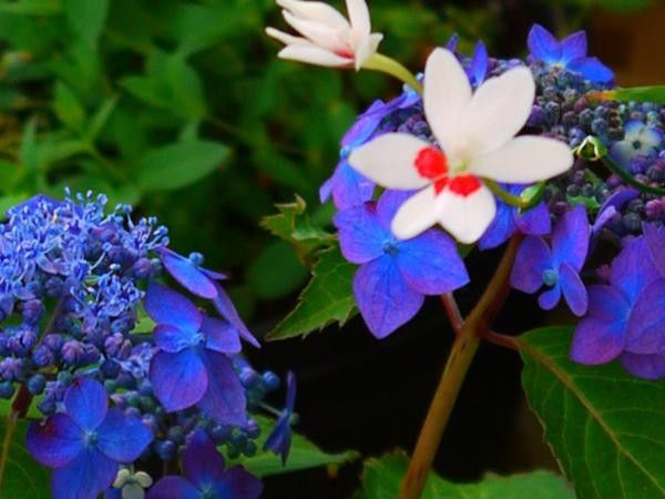 クレナイ山アジサイ　花言葉　≪乙女の愛≫