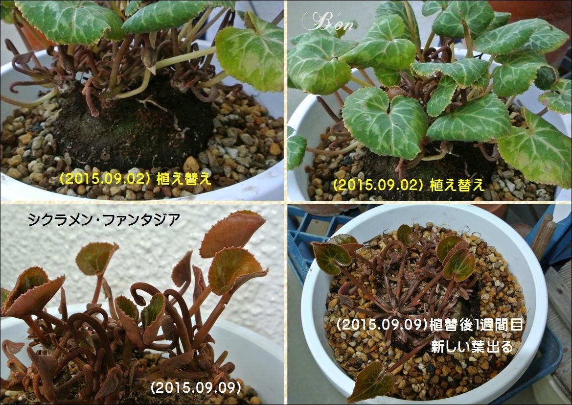 シクラメン…二年目に初挑戦します。 2015.09.02　植え替える。