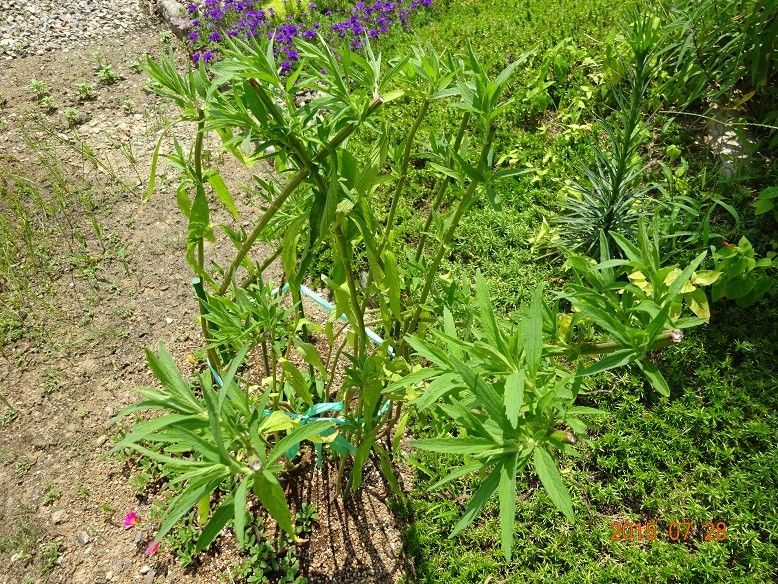 ライオンの耳みたいな花？ 葉が抜け落ちて、新芽が出てきました。