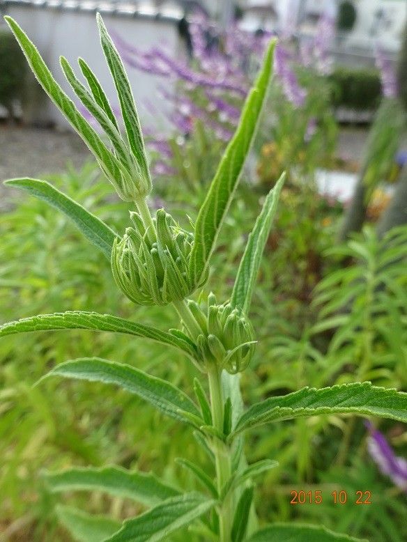 ライオンの耳みたいな花？ 蕾が出てきました♪