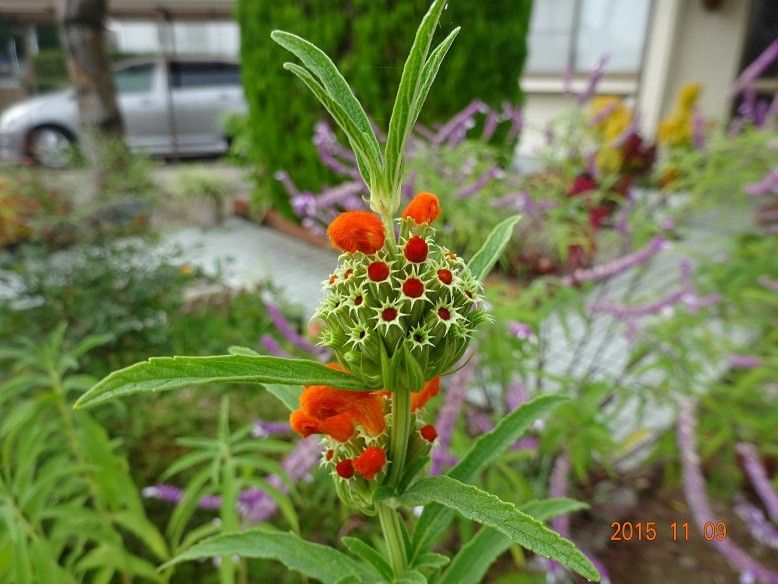 ライオンの耳みたいな花？ 開花が始まりました。