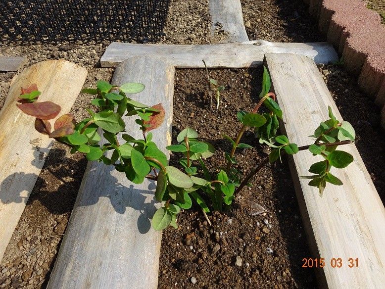 黄色い花、赤い実が綺麗な花木です。 植え込みました。