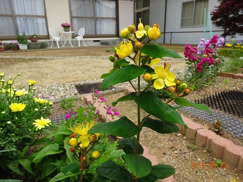 黄色い花、赤い実が綺麗な花木です。 やっと開花しました♪