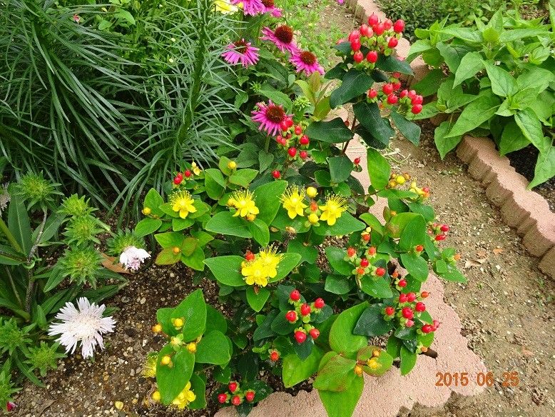 黄色い花、赤い実が綺麗な花木です。 開花が進んできました。