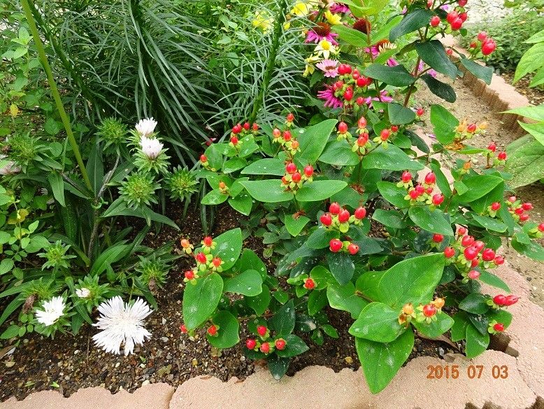 黄色い花、赤い実が綺麗な花木です。 花が終わり、綺麗な実だけになりました。