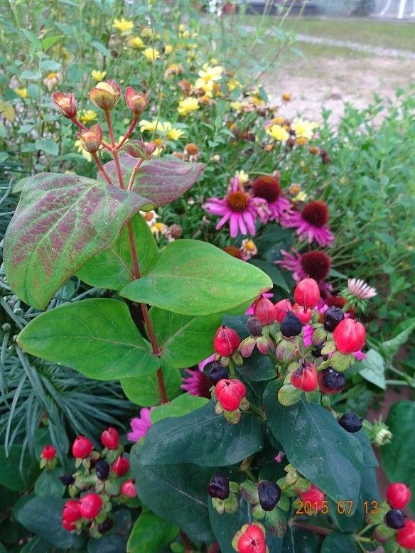 黄色い花、赤い実が綺麗な花木です。 実が熟してきました。