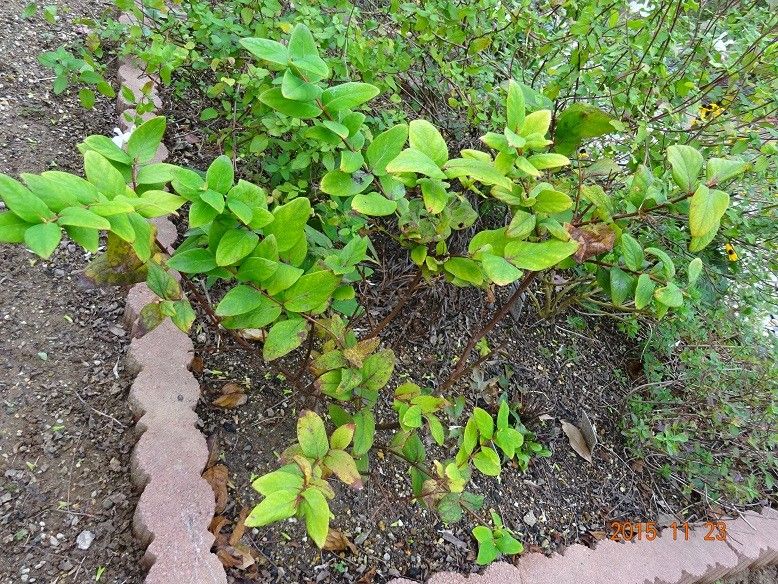 黄色い花、赤い実が綺麗な花木です。 晩秋を迎え、生育が衰えかけています。