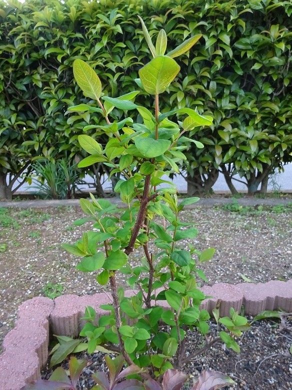 黄色い花、赤い実が綺麗な花木です。 翌年（2016年）も新芽が出てきました。