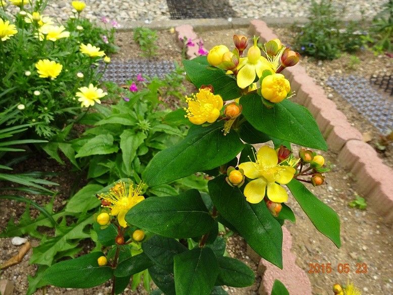 黄色い花、赤い実が綺麗な花木です。