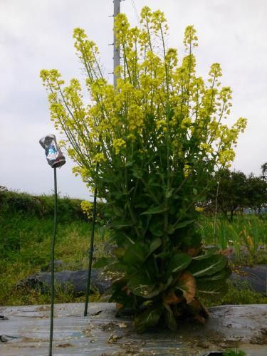 謎のアブラナ科植物 謎のアブラナ科植物の最後