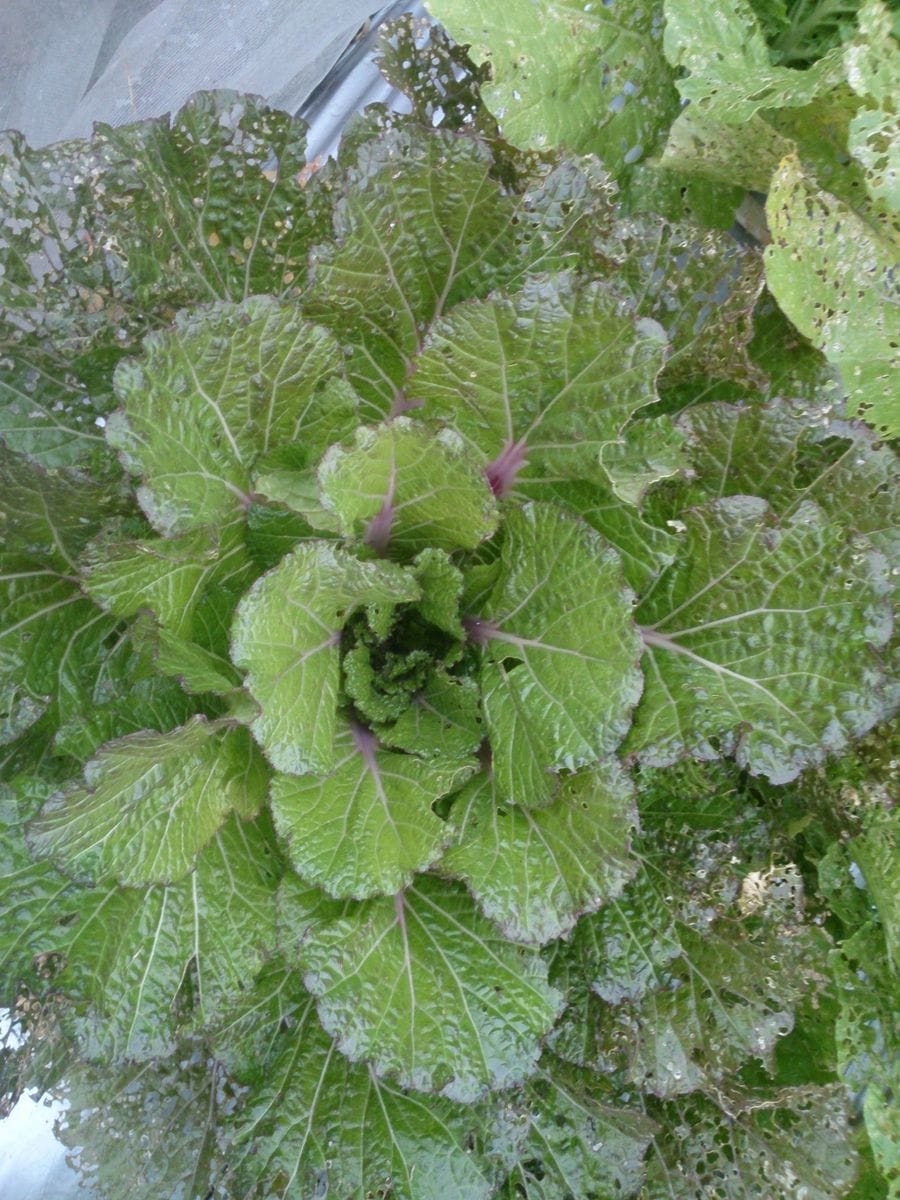 謎のアブラナ科植物 11月1日