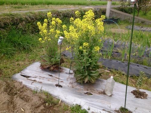 謎のアブラナ科植物 花が咲きました。