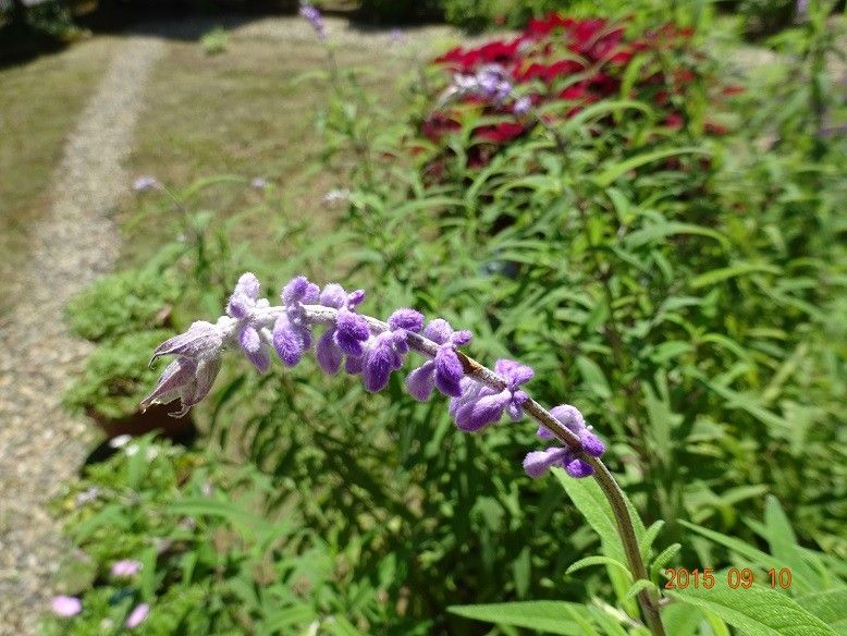 紫色の多年性サルビア 蕾がだんだん大きくなっています。