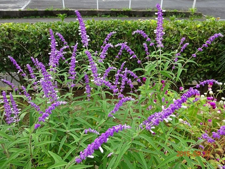 紫色の多年性サルビア 花数が増えてきました。