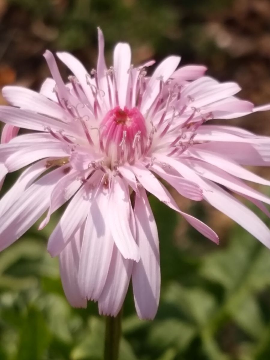 桃色タンポポ 開花