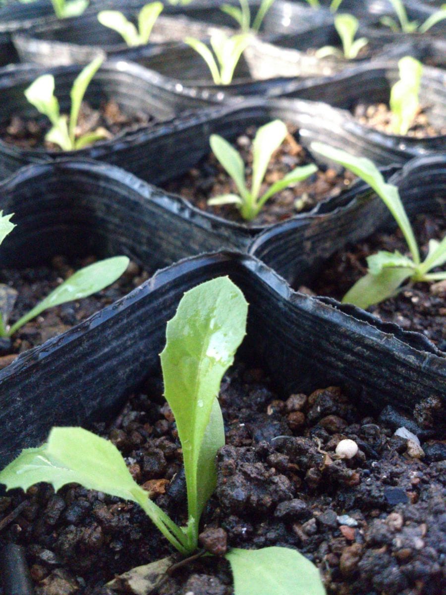 桃色タンポポ ポットに植え替え