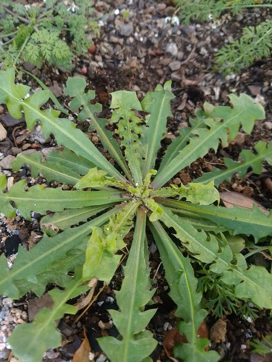 桃色タンポポ 定植