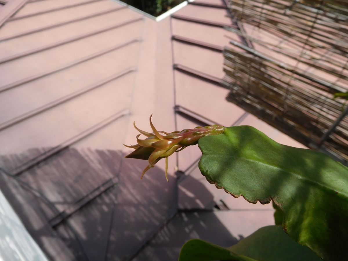 結実の後に 最後の一花と思っていたら・・