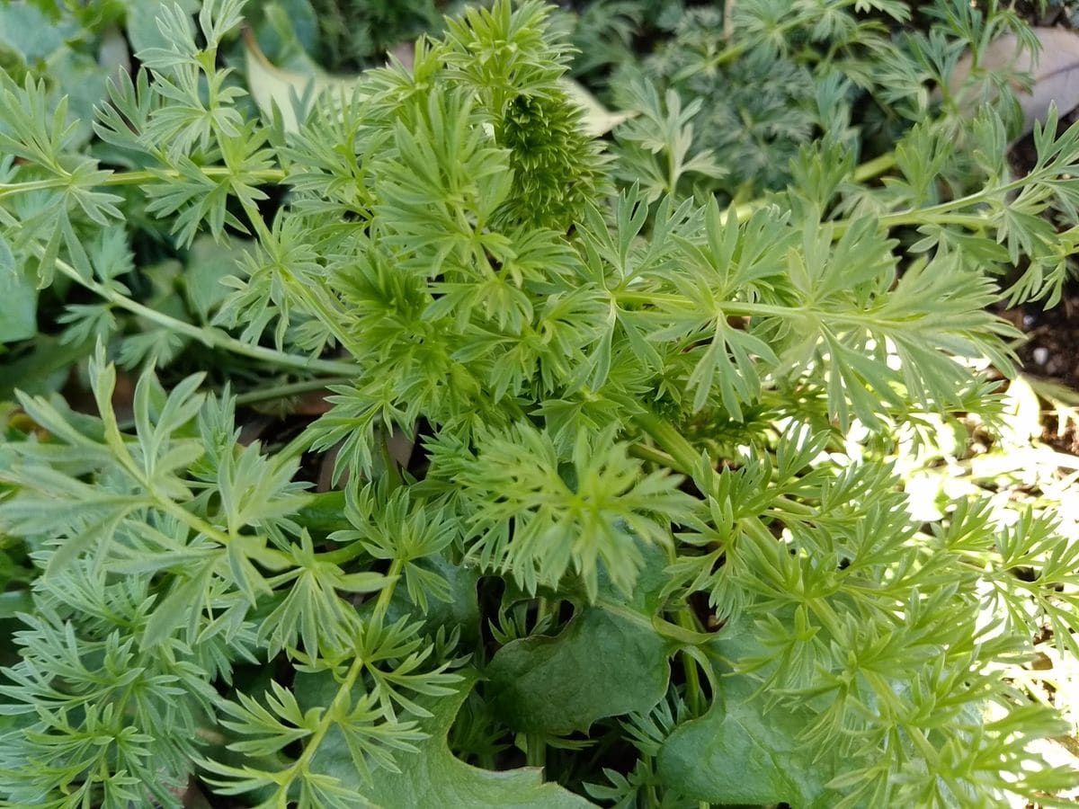 とんがった花びらとまぁるい実 大きく成長中