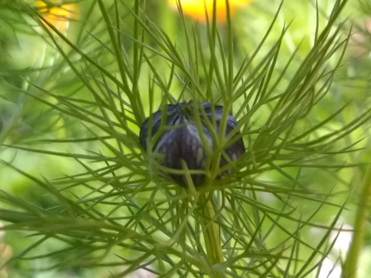 とんがった花びらとまぁるい実 つぼみ発見