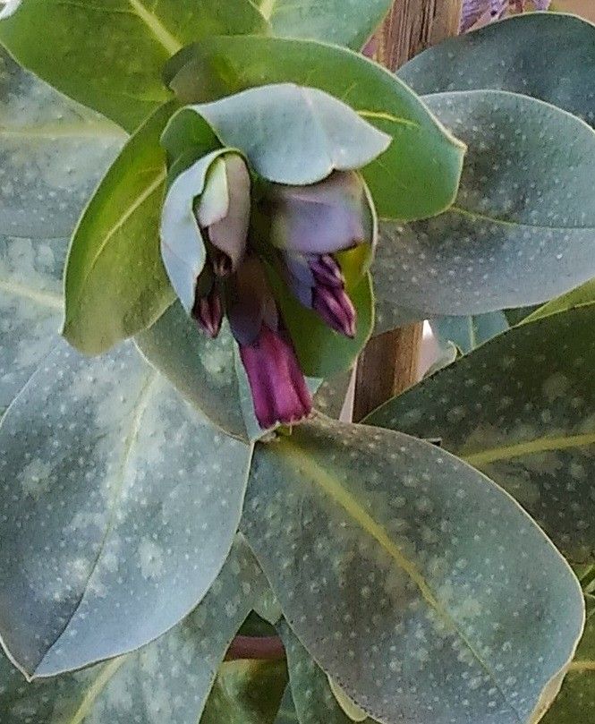 セリンセ・マヨールを種から育てる お花が咲きました