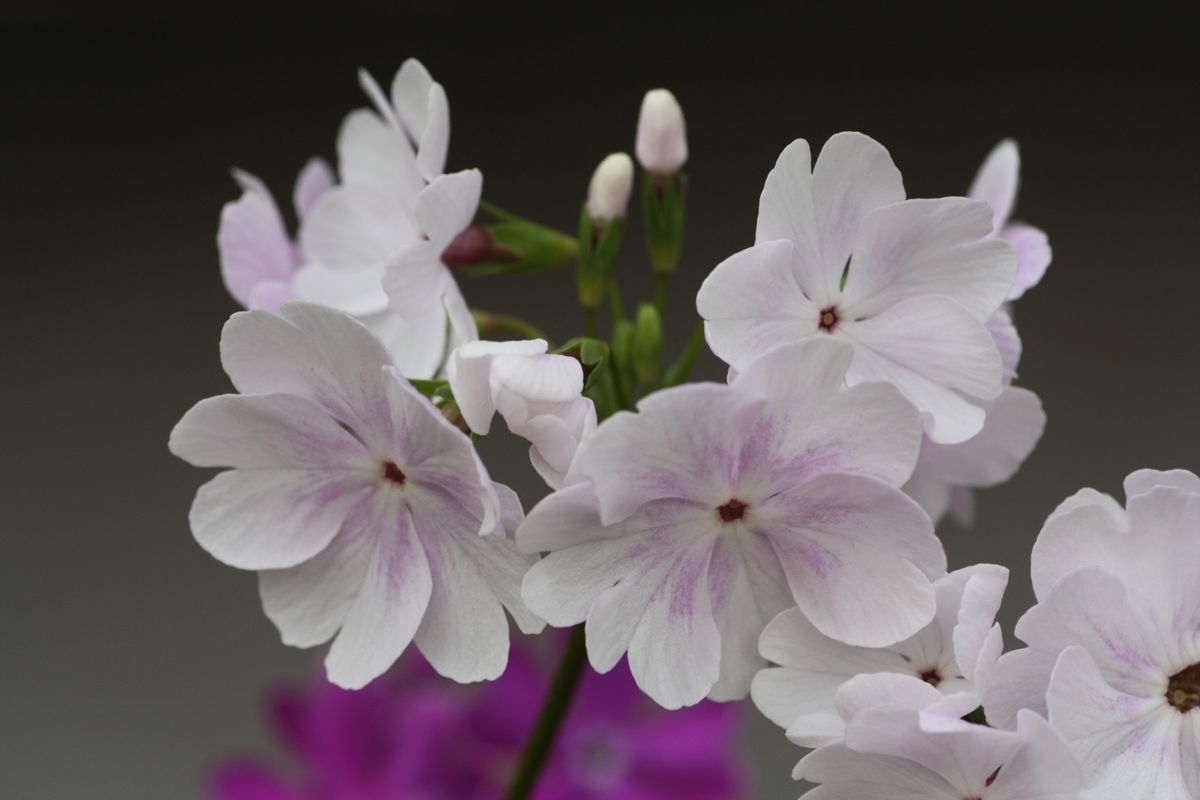 日本桜草 日本桜草「花文様」