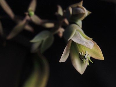 カランコエ　黒錦蝶 シックな初開花